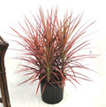 Marginata Colorama